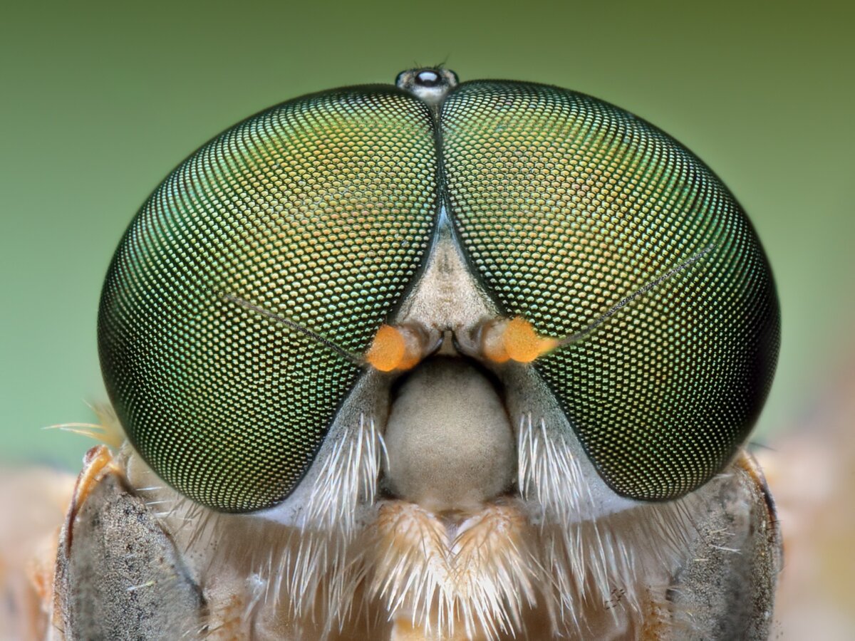 Как видит муха: все о зрении, количестве и строении глаз