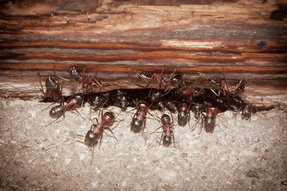 Как избавиться от муравьев в бане: выводим народными средствами