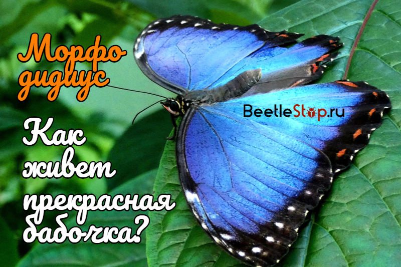Тизания агриппина – самая большая бабочка на свете