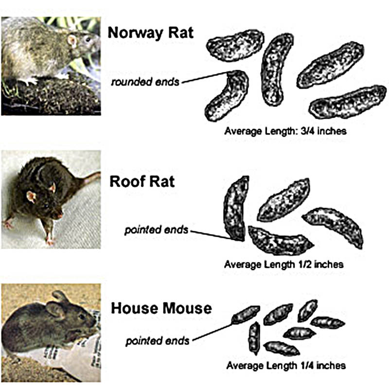 Чем отличается мышь от крысы (фото) - сравнительная таблица