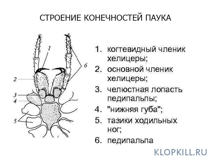 Хелицеры и педипальпы это