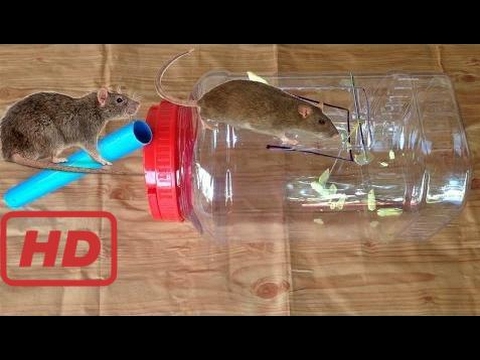 Как поймать мышь без мышеловки