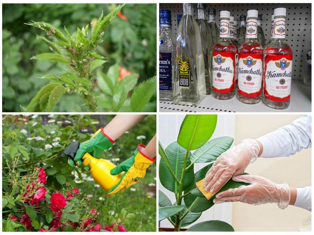 Как избавиться от тли на плодовых деревьях: химические препараты и народные средства, отзывы