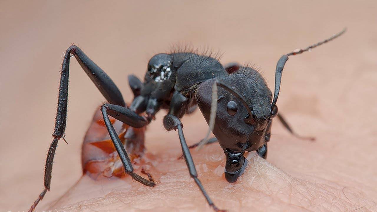Укус муравья: как выглядит на коже, фото, чем лечить, какие последствия могут быть