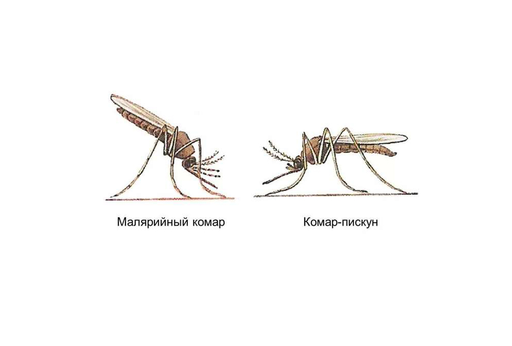 Аллергия на укусы комаров у взрослых: как распознать, чем лечить (в том числе народные средства), меры профилактики + фото