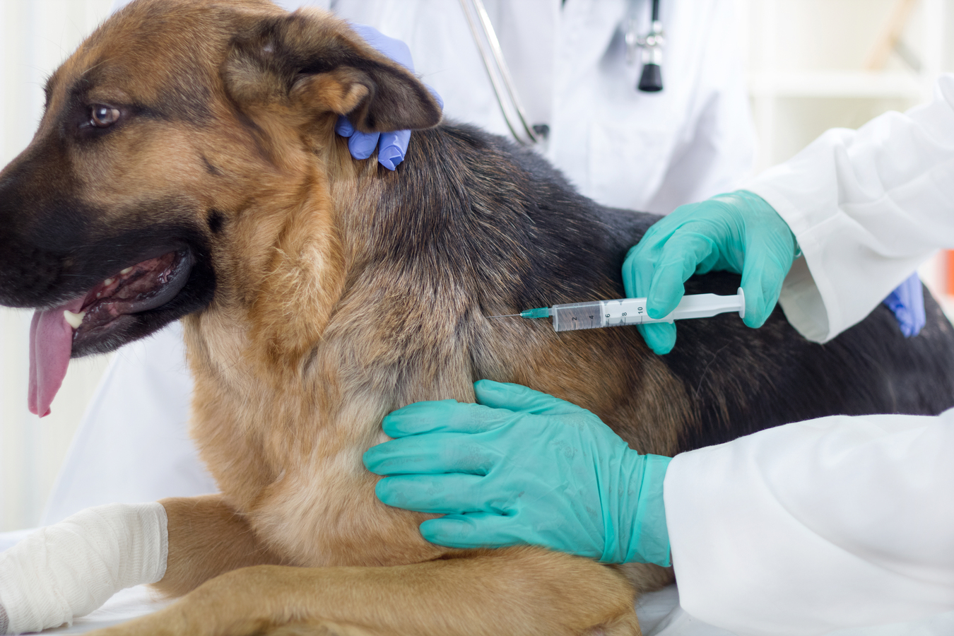 Прививка от клещей для собак, где делают уколы? К кому обратиться?