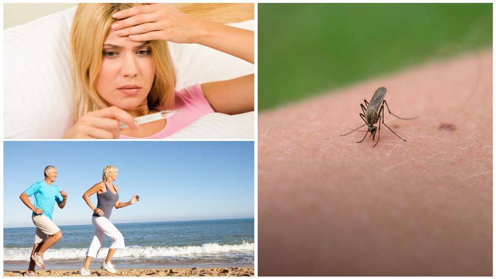 Как видят комары и что их привлекает к человеку. как видят комары и что их привлекает к человеку как видят комары