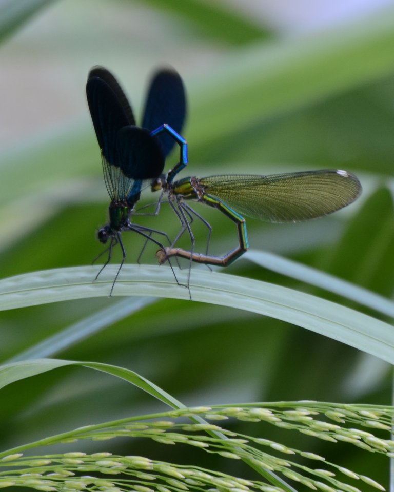 Стрекозы: фото и описание насекомых, виды стрекоз
