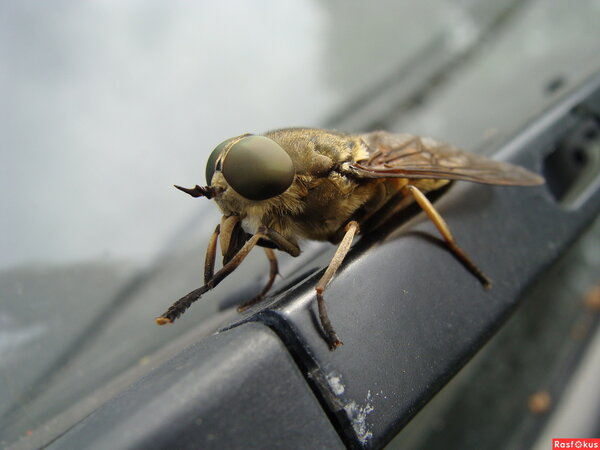 Почему мухи трут свои лапки. зачем муха потирает лапки? почему мухи потирают лапкой о лапку