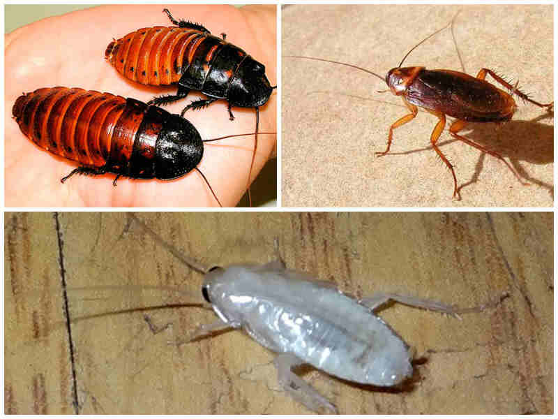 Почему тараканов называют стасиками