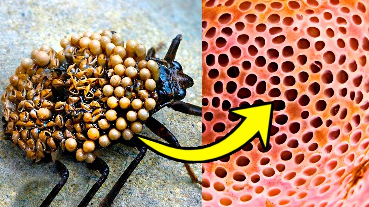 Самые страшные насекомые в мире