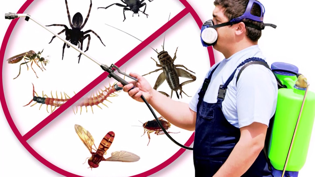 Чем опасны тараканы в квартире для человека и для людей