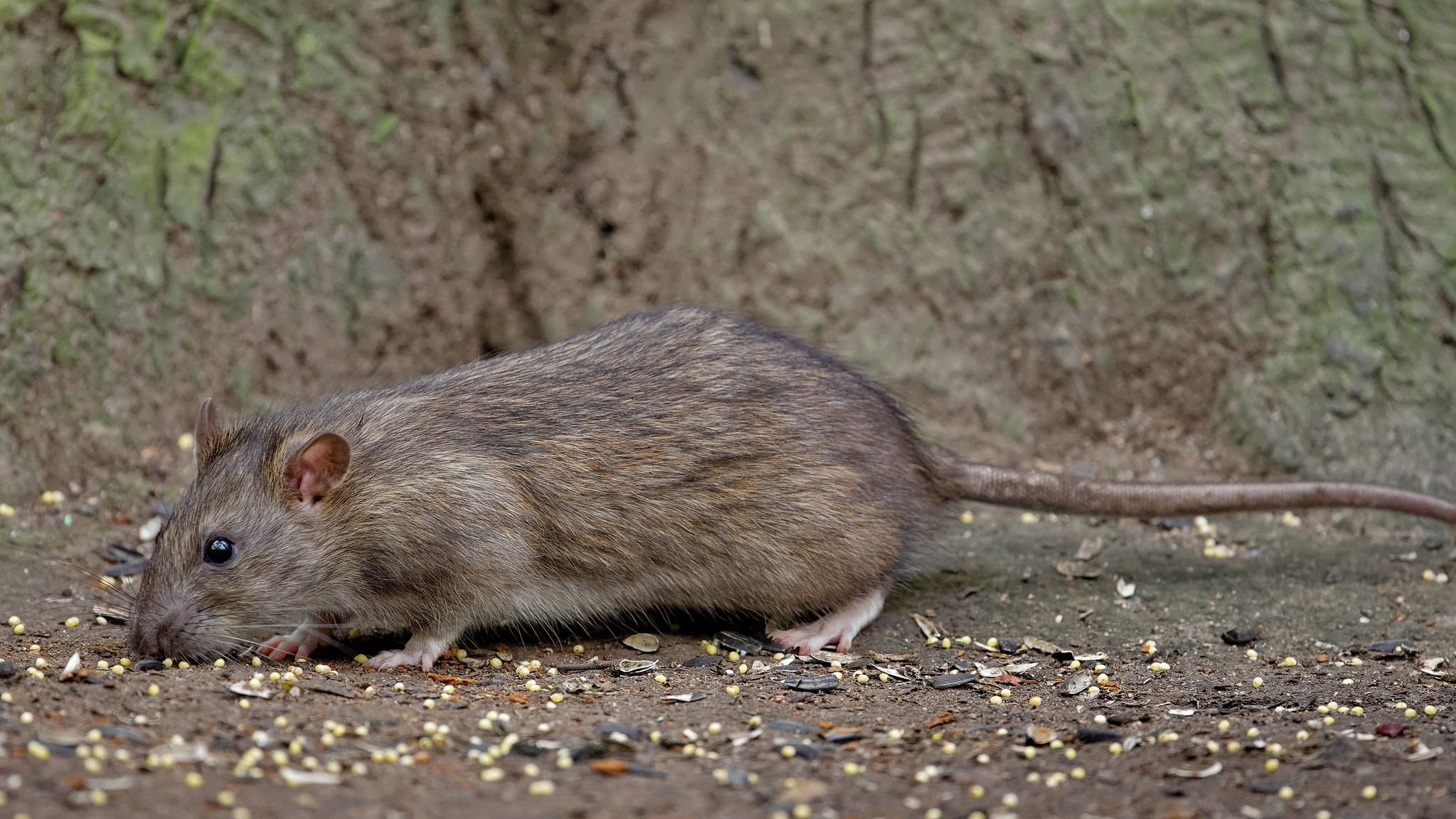Декоративные крысы: 105 фото крыс, их разновидности и особенности ухода