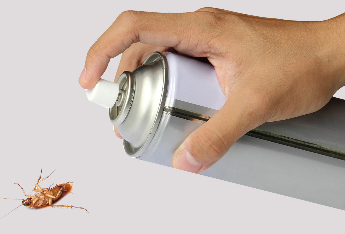 Черные тараканы в квартире: как избавиться, откуда берутся, народные средства