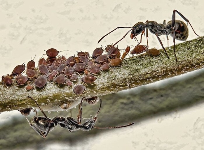 Сколько живет муравей: продолжительность жизни муравьев в доме и дикой природе
