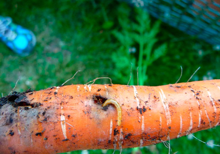 Почему червивая морковь: причины червоточин, что делать