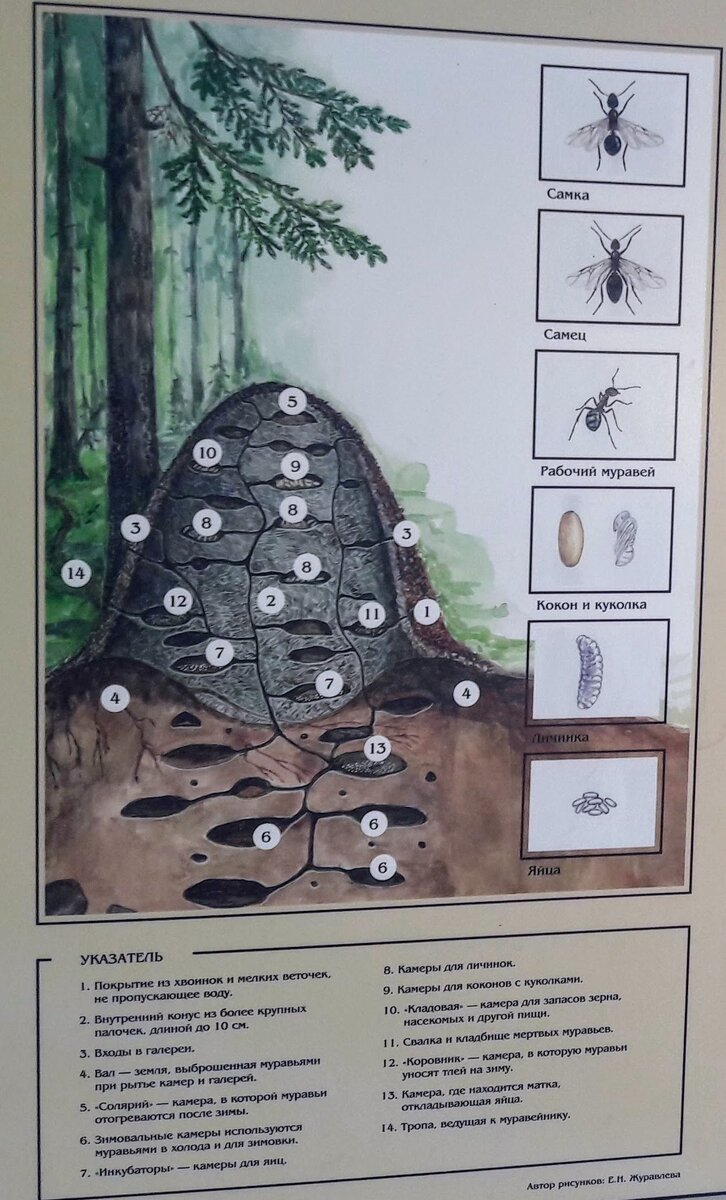Как устроен муравейник – интересная жизнь муравьиного сообщества