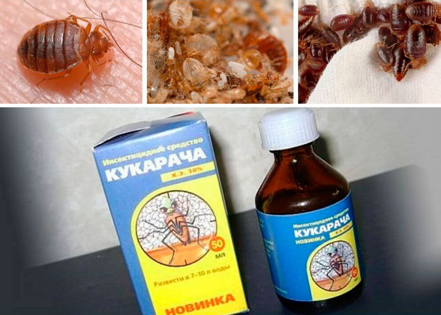 ❶ 10 простых способов избавиться от клопов +10 доступных средств +12 химических препаратов инсектицидов