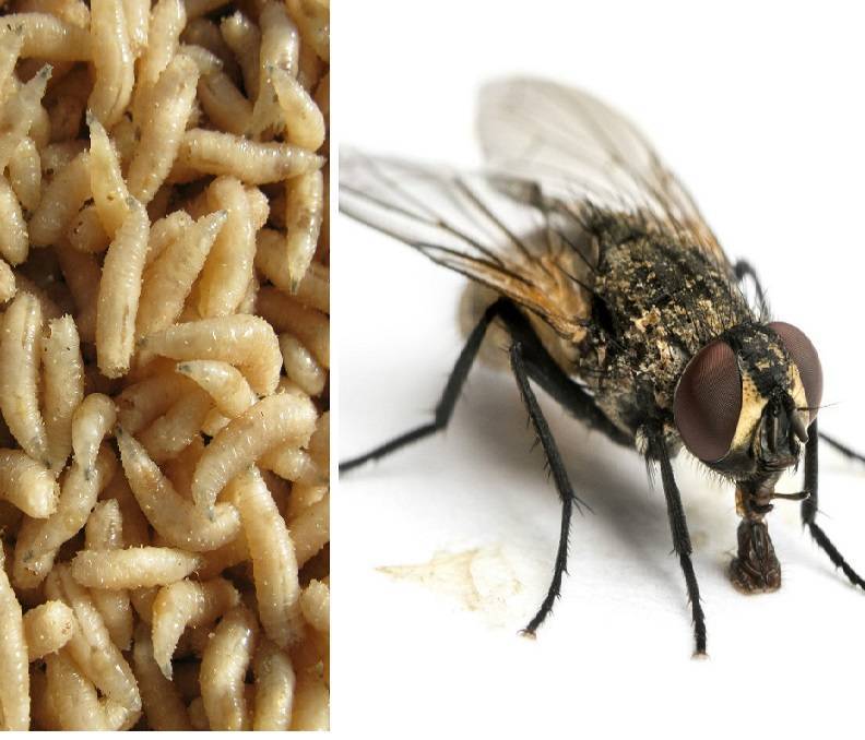 Вольфартова муха – монстр из царства насекомых