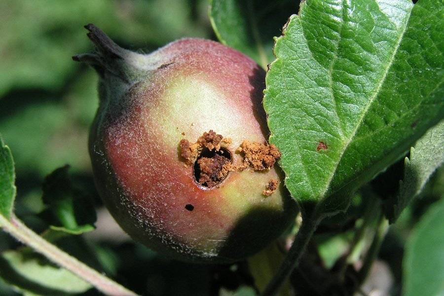 Яблоневая плодожорка и методы борьбы с ней