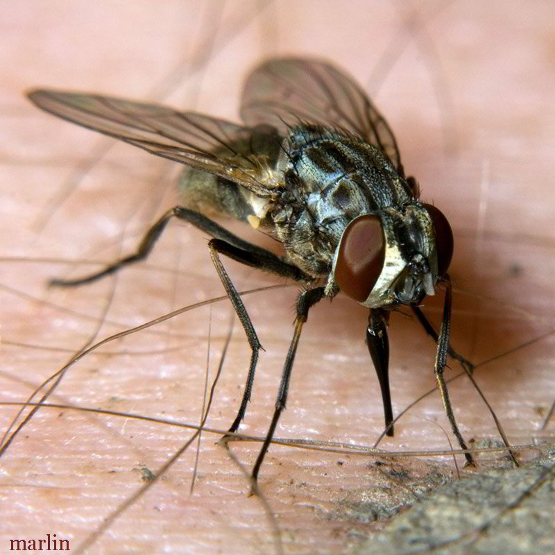 Комнатная муха как называется. Муха жигалка. Осенняя жигалка (Stomoxys Calcitrans). Осенняя Муха жигалка укус.