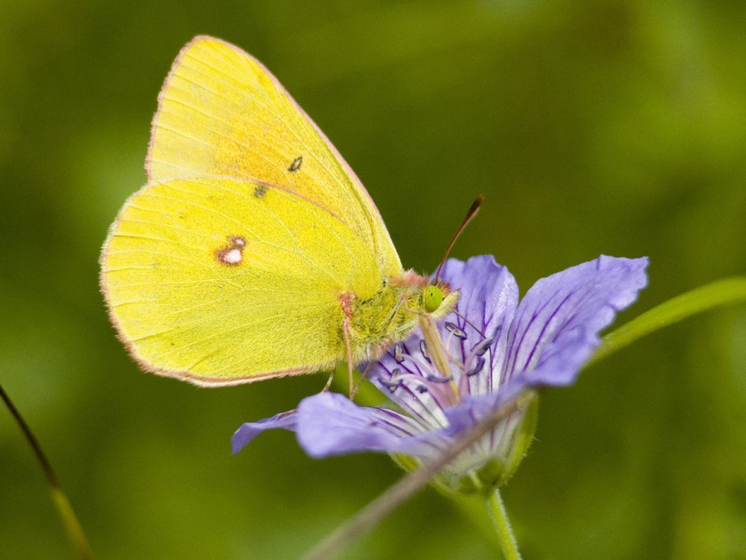 Лимонник бабочка фото