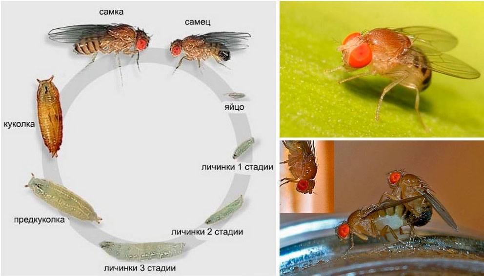 Жизненный цикл и размножение домашних мух: от личинки до взрослой особи