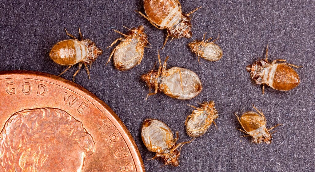 При какой температуре погибают тараканы, личинки и яйца - инструкция как уничтожить холодом и жаром