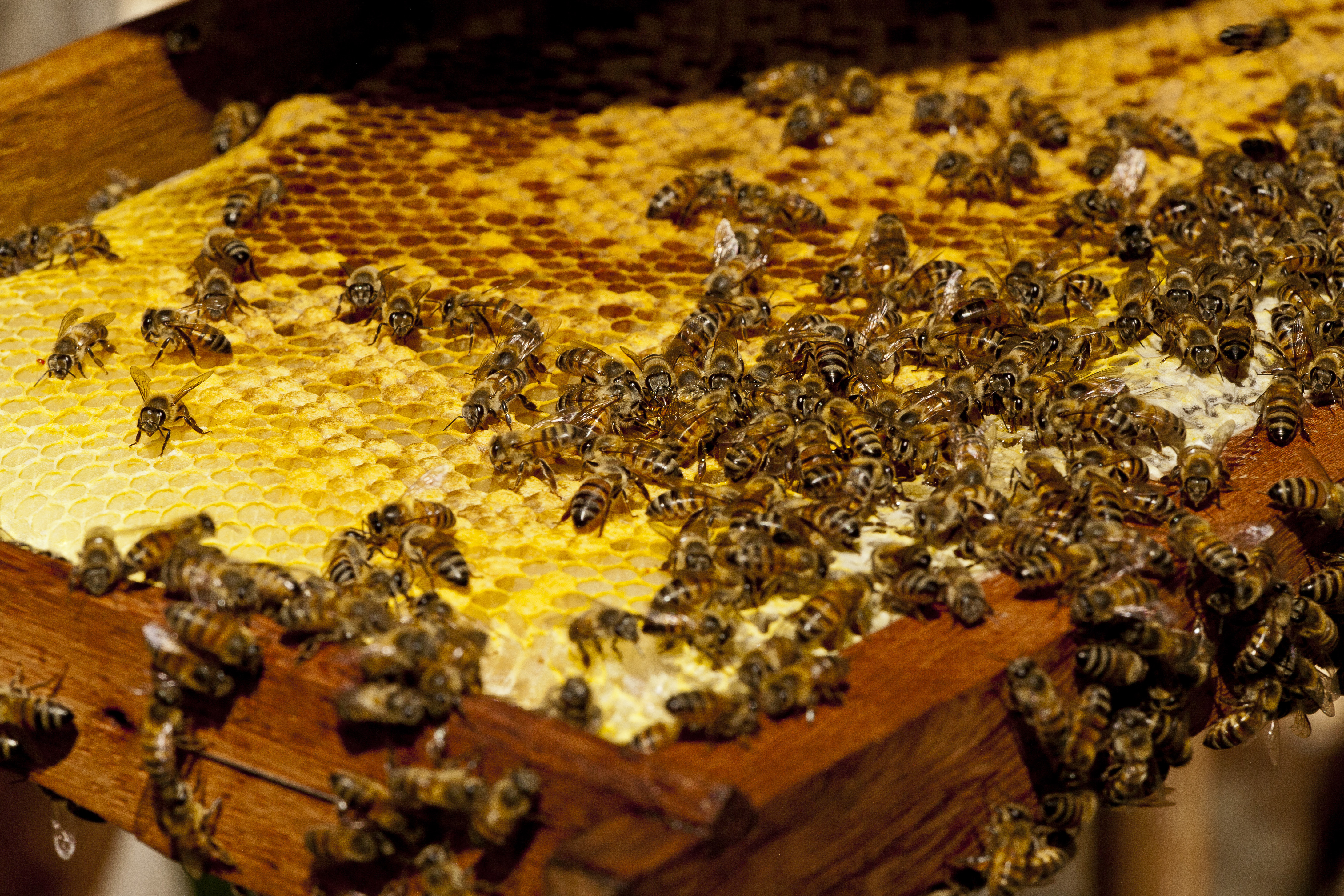 Болезни и вредители пчел - биокорова
