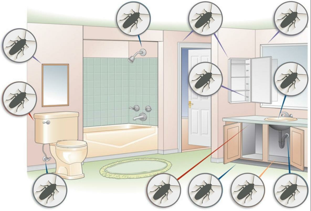 Как навсегда избавиться от тараканов в доме | forpost