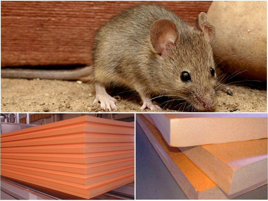 Грызут ли мыши пенопласт: как защитить его?