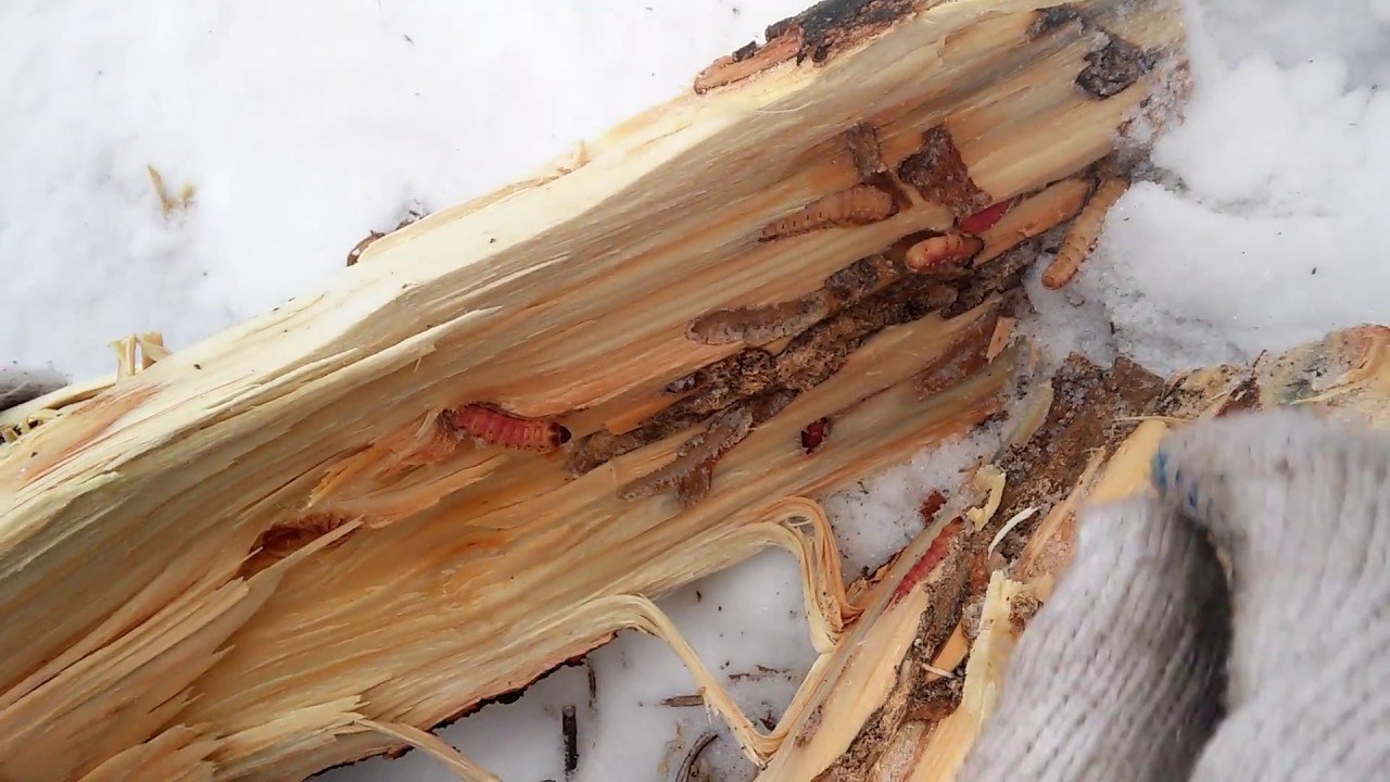 Домовый дровосек: как найти и уничтожить вредителя древесины