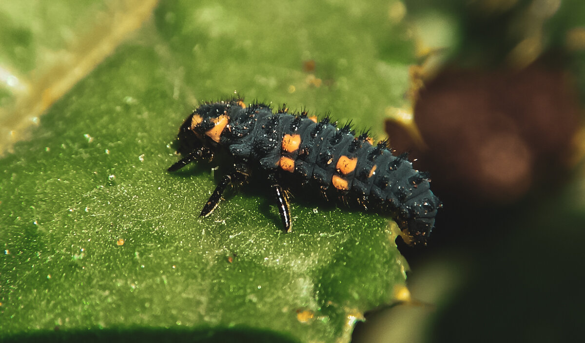 Семиточечная коровка личинка. Божья коровка яйца личинки. Scymninae Larvae - личинка Божьей коровки. Личинка Божьей коровки Scymnus.