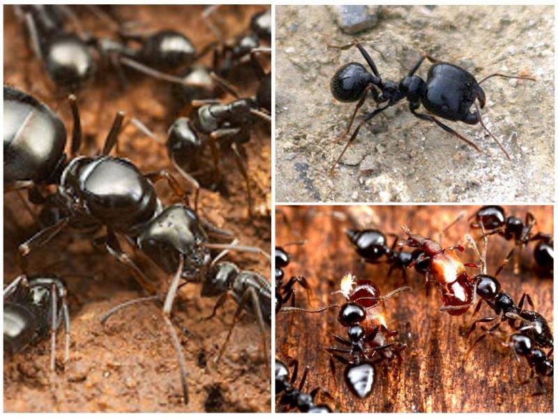 Чем питаются муравьи в домашних условиях и в природе?