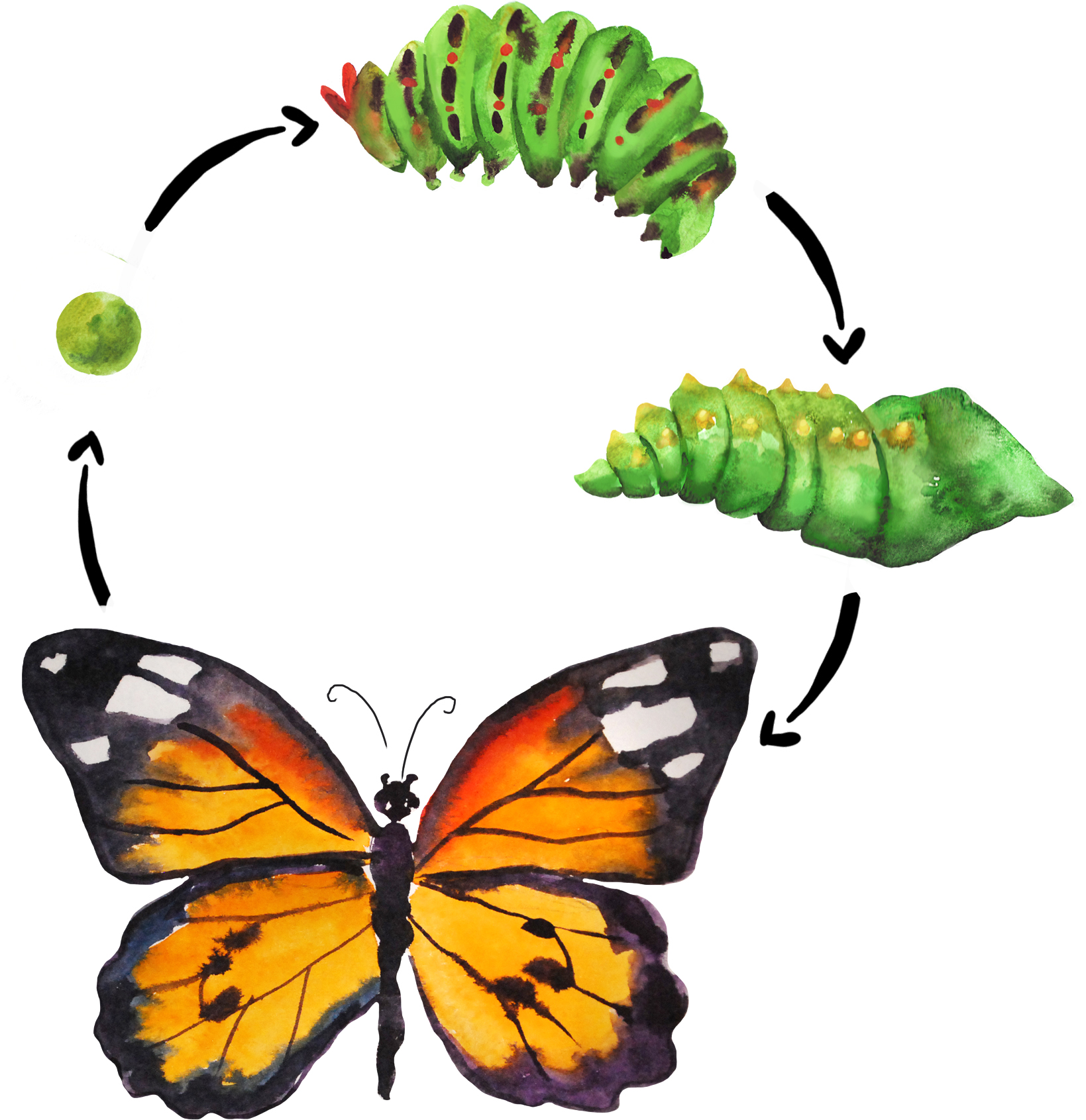 Развитие бабочки схема. Жизненный цикл бабочки Махаон. Цикл бабочки капустницы. Цикл развития бабочки Махаон. Жизненный цикл гусеницы бабочки.