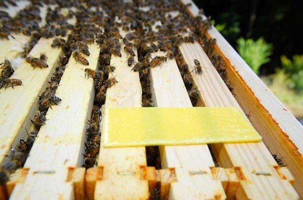 Обработка пчел от клеща осенью: лекарство для лечения варроатоза