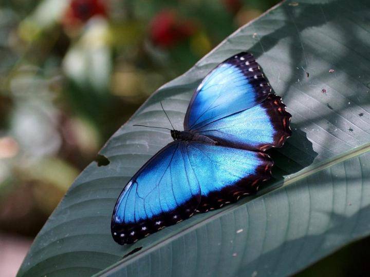 Как называют бабочек. самые красивые бабочки в мире. бабочка голубой морфо