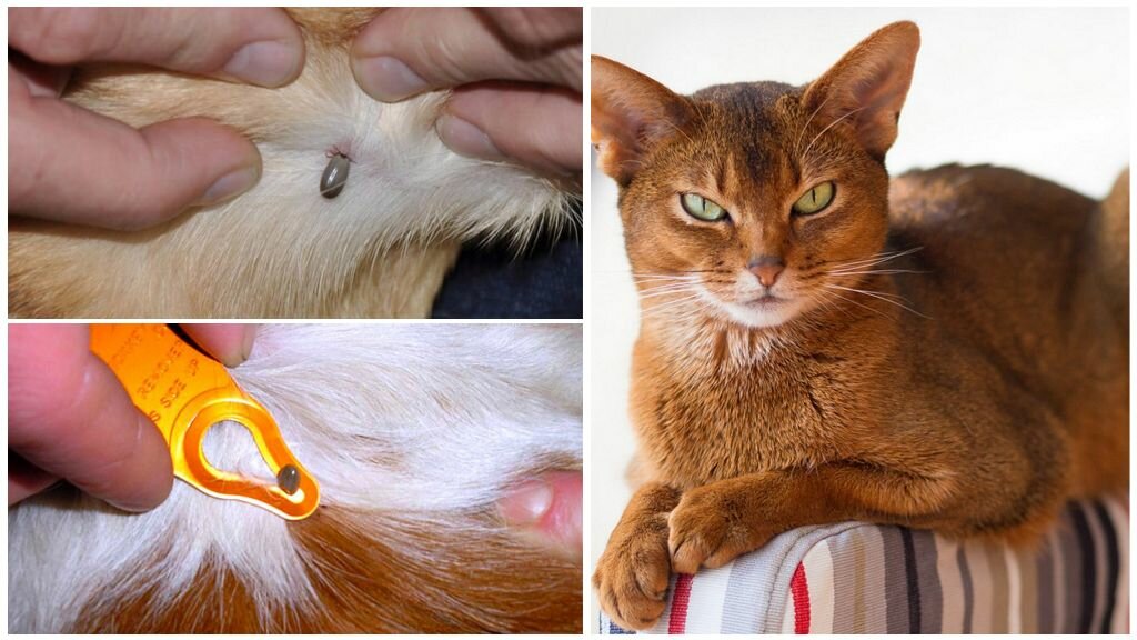 Клещ у кота: лечение в домашних условиях, группа риска, признаки, пути передачи