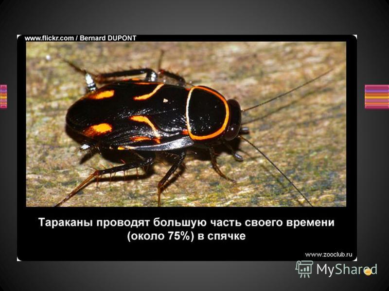 Интересные факты о тараканах — что мы знаем об этих насекомых
