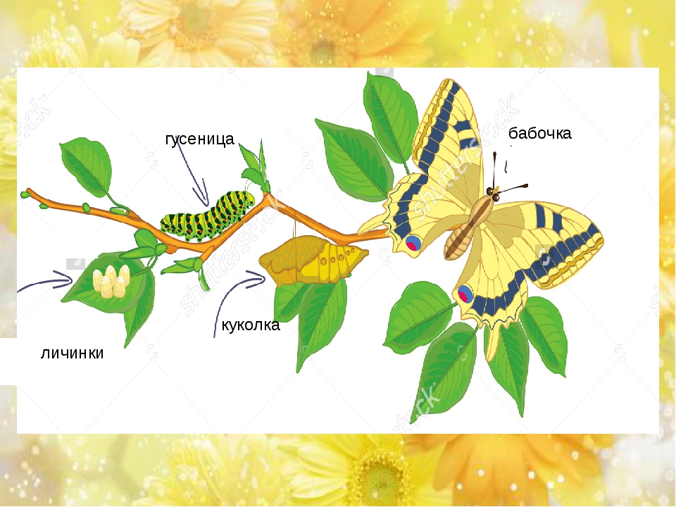 Стадии развития бабочки схема