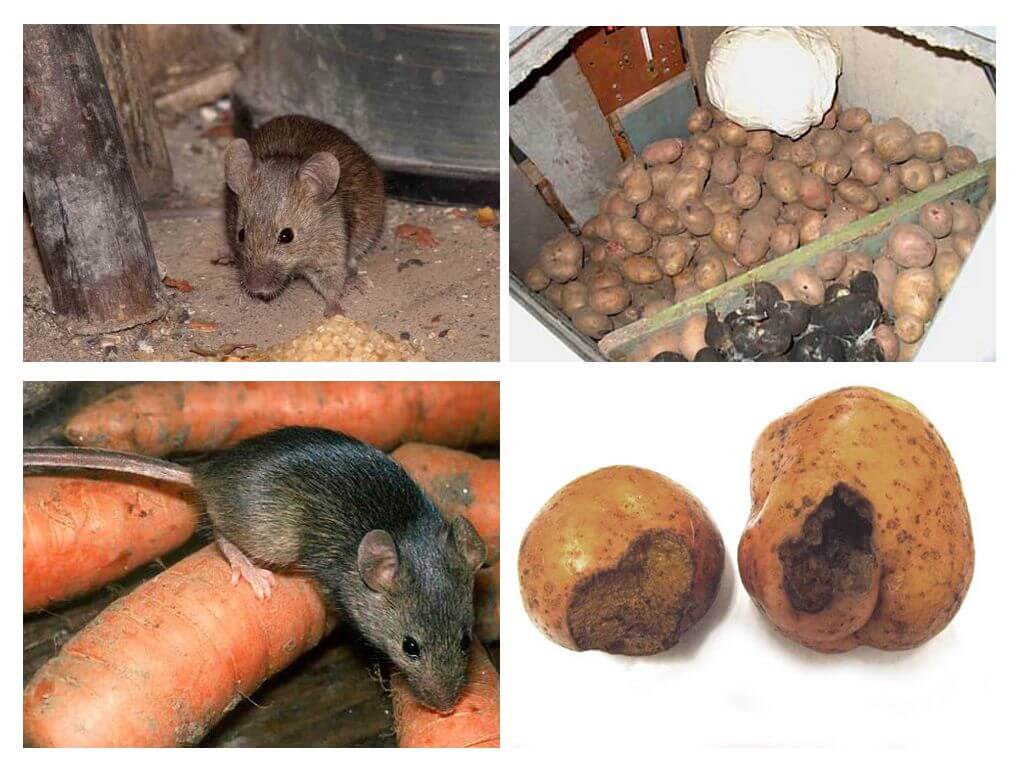 Чего боятся крысы: народные средства, запахи, звук и свет
