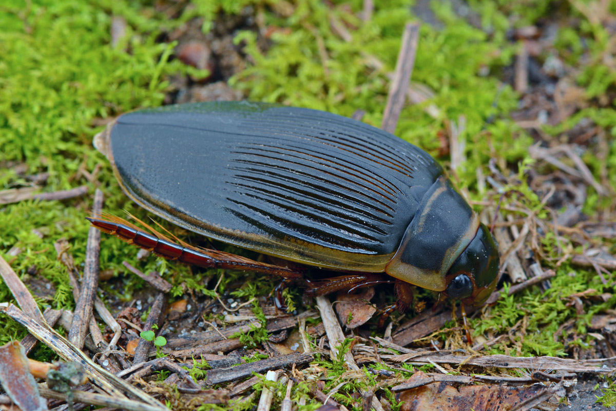 Плавунец широчайший — самый крупный и редкий жук в водоемах России