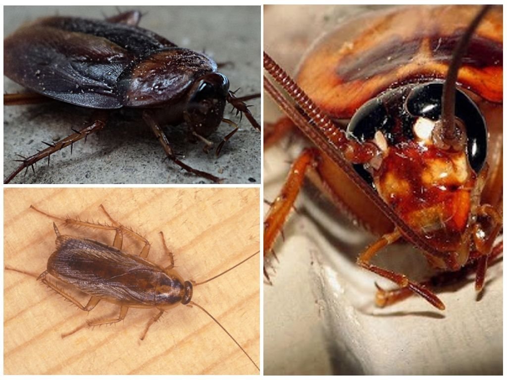 Как выглядят домашние тараканы