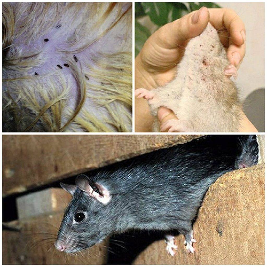 Описание и фото крысиных блох