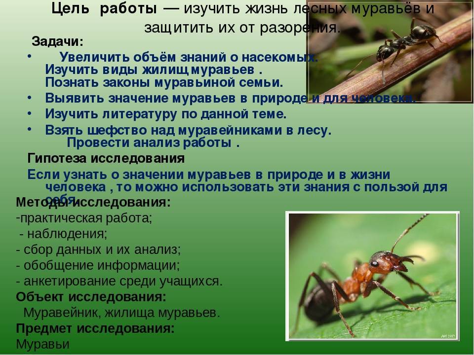 24 интересных факта о муравьях