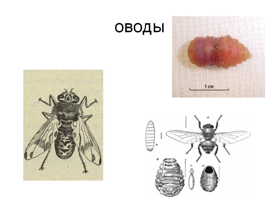 Морфология вольфартовой мухи рисунок