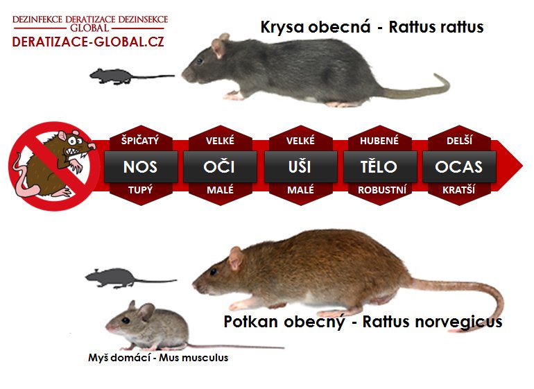 Мышь это животное: какие разновидности бывают, как выглядит?