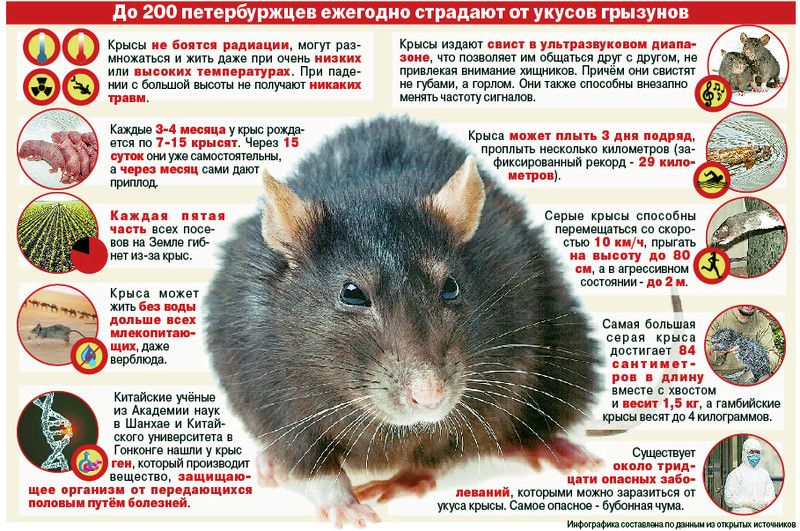 Какие болезни переносят крысы и мыши: чума и мышиный тиф и другое