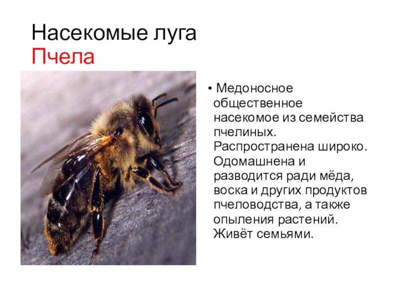 Рассмотрите изображение одомашненного насекомого как называют это насекомое какую пользу