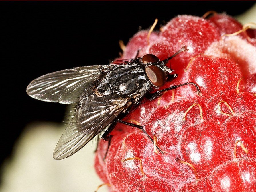 Какая польза от мух. мухи. зачем они в природе нужны?